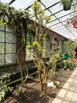 Adina rubella - Villa Taranto (Verbania) - DSC03796.JPG