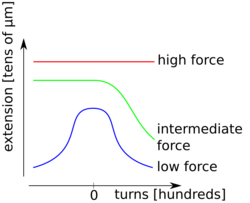 Three schematic torsion-extension curves of a DNA molecule at different stretching forces. For the lowest force, the extension shrinks for both, positive and negative torsion and the curve is symmetric for the positive and negative torsion branch. For intermediate forces, the extension diminishes only for positive turns and for the highest forces it stays constant. The number of turns is in the order of hundreds, and the extension is typically in the order of micrometers.