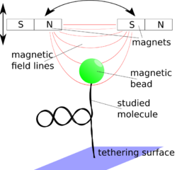 Molecule attached to a tethering surface and a magnetic bead. The bead is placed in a magnetic field gradient that exerts a force on the bead.