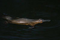 Platypus1.jpg