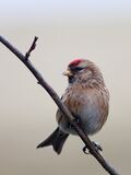 Carduelis cabaret -Lochwinnoch, Renfrewshire, Scotland -female-8.jpg