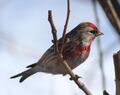 Carduelis flammea Oulu 20120409b.JPG