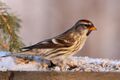Common Redpoll (31195711094).jpg