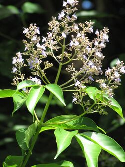 Starr-091104-9126-Vitex parviflora-flowers and leaves-Kahanu Gardens NTBG Kaeleku Hana-Maui (24895355111).jpg