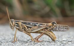 American Bird Grasshopper.jpg