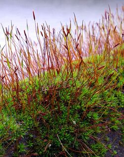 Tortula muralis 4-2.jpg