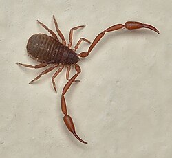 Chelifer cancroides 8604300.jpg
