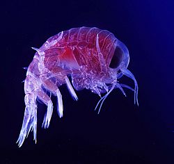 A hyperiid amphipod (Hyperia macrocephala)