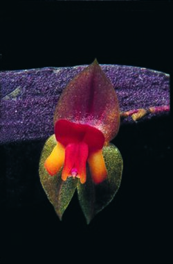 Lepanthes stenophylla.jpg