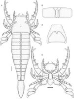 Pentecopterus decorahensis 1.jpg