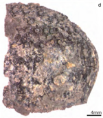 Winneshiek armored fish.png