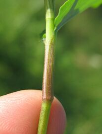 Closeup of leaf sheath