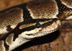 The ball python, formerly a common species, had become near-threatened as a result of illegal trade and poaching.