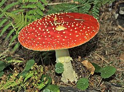 Amanita muscaria, a basidiomycete