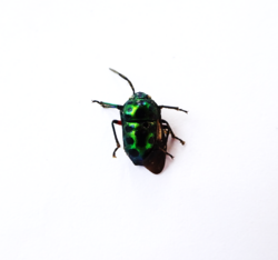 Chrysocoris patricius habitus.png