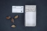 Shells of Garrett's rustic tree snail, one of many recent extinctions from the genus Partula.