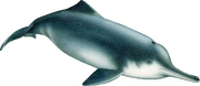 Illustration of a baiji (Lipotes vexillifer)