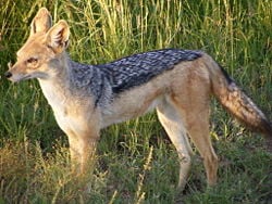 A black-backed jackal in Masaai Mara