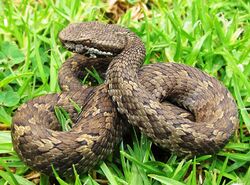 Horse-shoe pitviper Trimeresurus strigatus.jpg