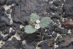 Phacelia neglecta.jpg