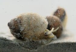 Lithoglyphus naticoides.jpg