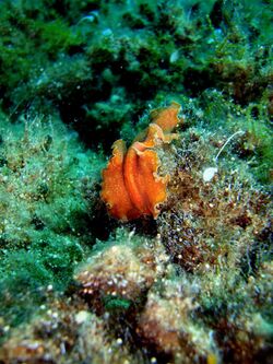 Nudibranch Kreta 2009.jpg