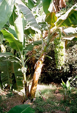 Banana plant