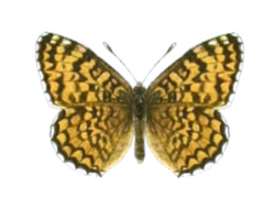 Melitaea punica - Seitz.png