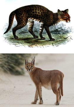 Caracal genus.png