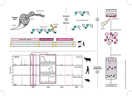 This figure describes the method of ZooMS (Zooarchaeology by Mass Spectrometry) which is a peptide mass fingerprinting method of type I collagen