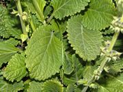 Basal leaves