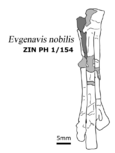 Evgenavis tarsometatarsus.png