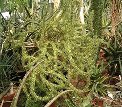 Ceraria namaquensis 01 ies.jpg