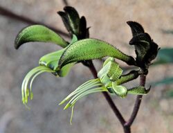 Macropidia fuliginosa flowers.jpg