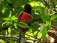 Collared trogon.jpg