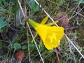 Narcissus bulbocodium 2009Mach15 Closeup2 DehesaBoyalPuertollano.jpg
