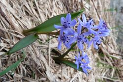 Scille à deux feuilles (massif des Vosges).JPG