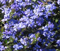 Dampiera linearis.jpg