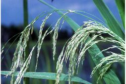 Zizaniopsis miliacea.jpg