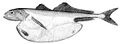 The black swallower, with its distensible stomach, is notable for its ability to swallow, whole, bony fishes ten times its mass.[48][49]