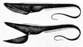 The pelican eel uses its mouth like a net by opening its large mouth and swimming at its prey. It has a luminescent organ at the tip of its tail to attract prey.