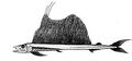 Long-snouted lancetfish. Lancetfish are ambush predators which spend all their time in the mesopelagic zone. They are among the largest mesopelagic fishes (up to 2 metres).[34]