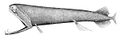 The stoplight loosejaw has a lower jaw one-quarter as long as its body. The jaw has no floor and is attached only by a hinge and a modified tongue bone. Large fang-like teeth in the front are followed by many small barbed teeth.[32][33]