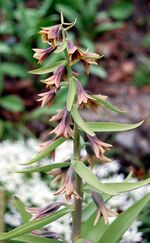 Flower of Fritillaria sewerzowii