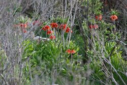 Fritillaria Imperialis in Dena, Iran