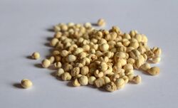 Group of died bulbs of Fritillaria cirrhosa being prepared for making traditional medicine