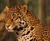 Jaguar head shot.jpg