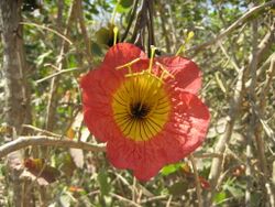 Fernandoa magnifica.jpg