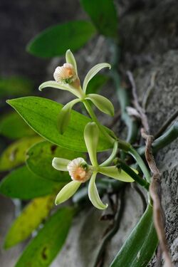 Vanilla somae 台灣凡尼蘭 (40682181205).jpg