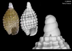 Joculator minutus (MNHN-IM-2014-6585).jpeg